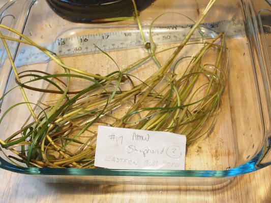 14eastern_bur-reed (2)